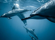 开云登录入口地址-阿德巴约谈超越科比：在我心里会想 他会跟我说什么？